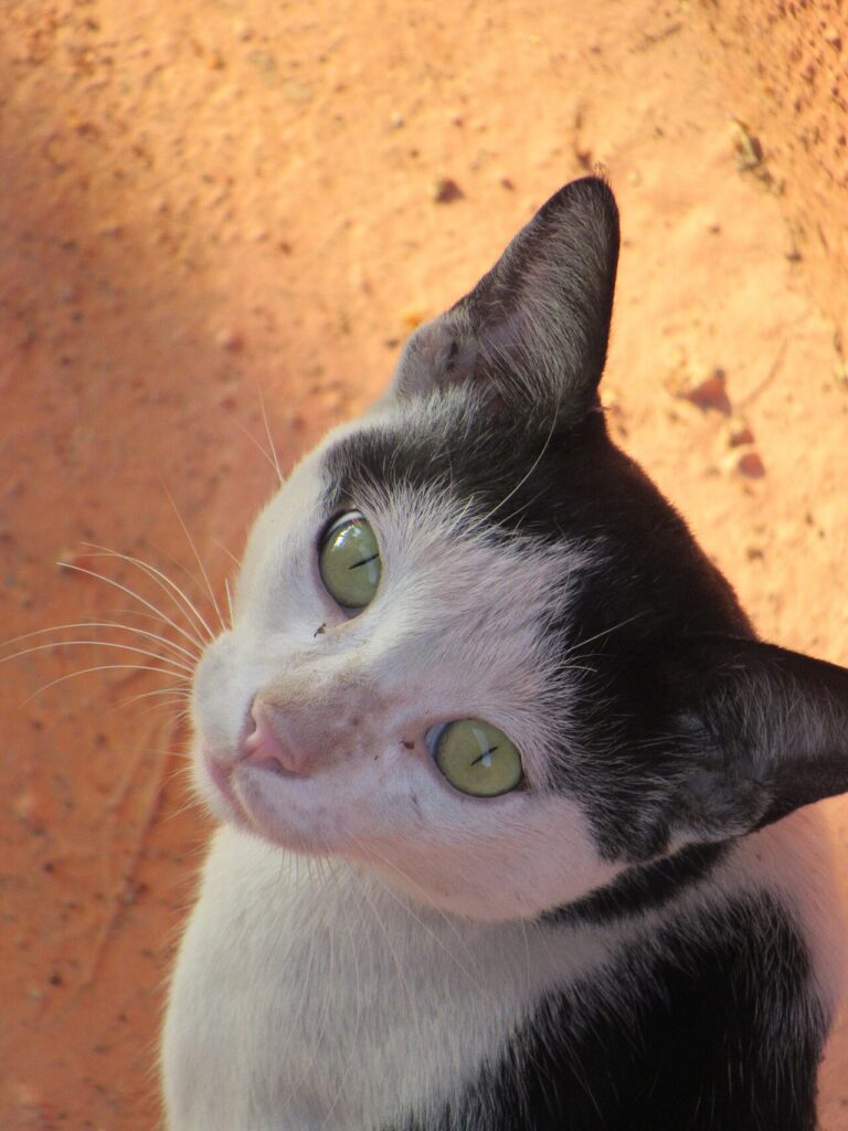 A cat looking through a large magnifying glass, its eye magnified
