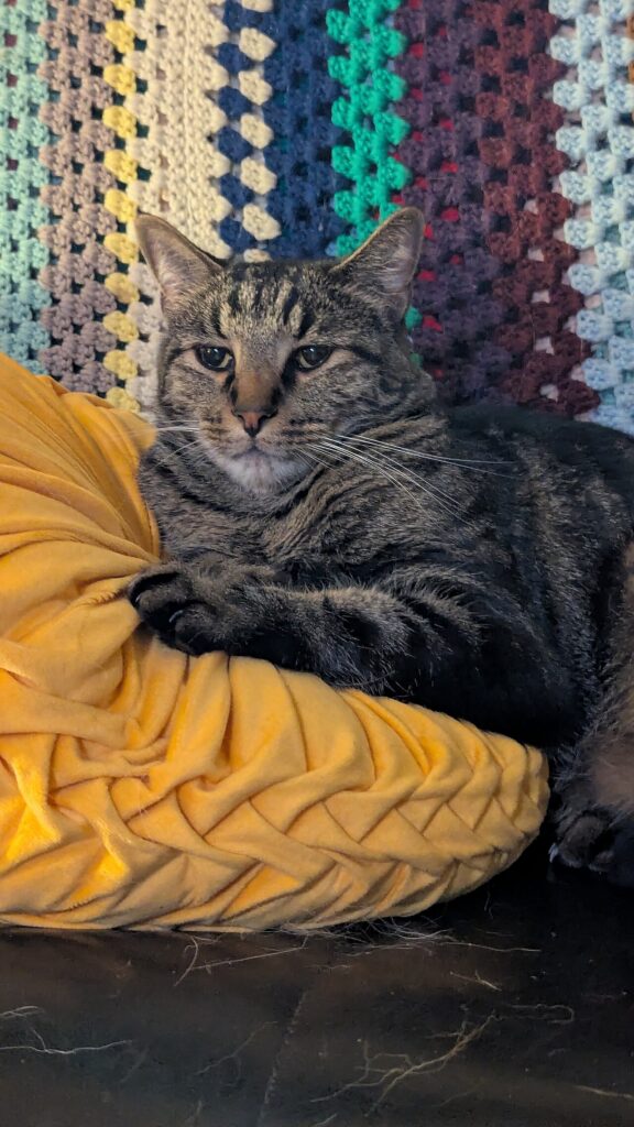 A sleepy cat wearing a small detective badge