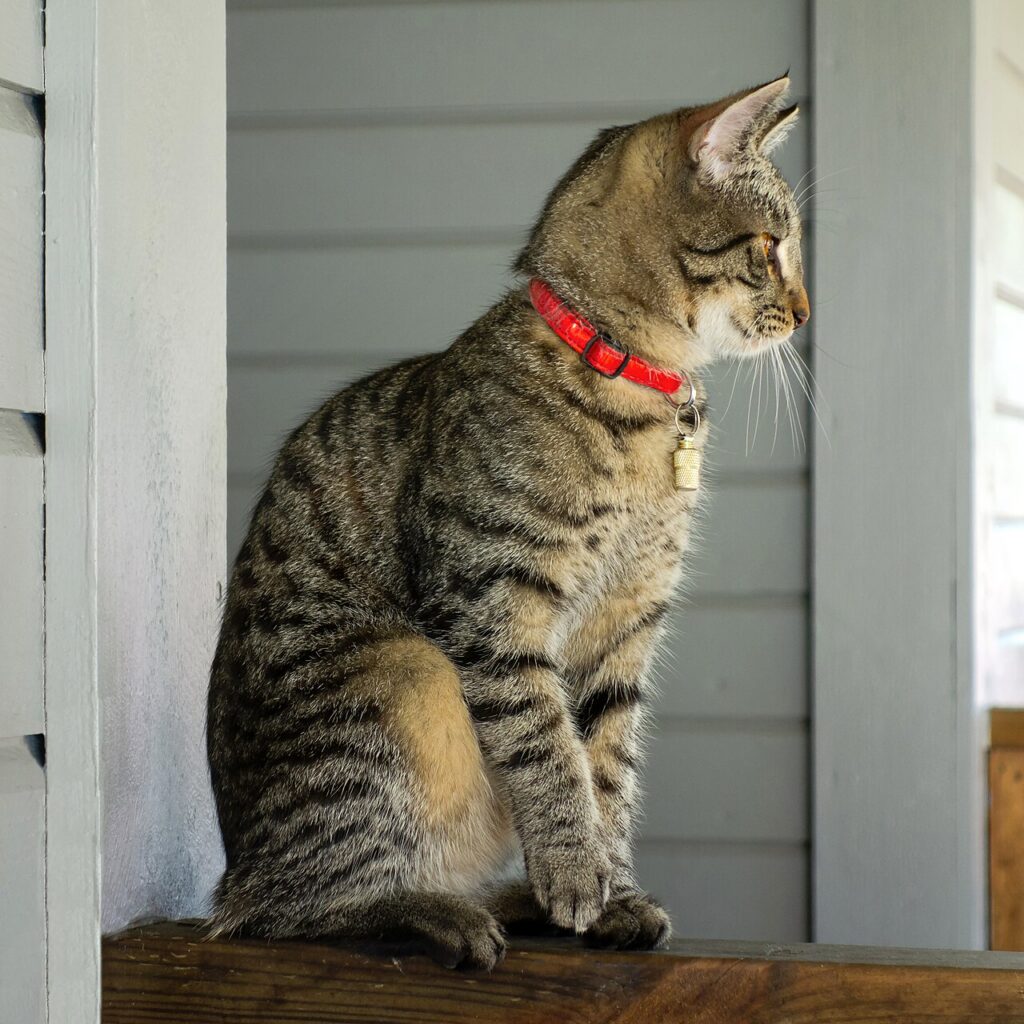 A cat sitting innocently beside a broken vase